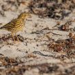 Pipit farlouse